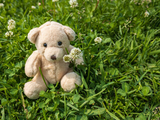 Small Teddy bear sits among green grass and white clovers 