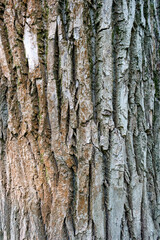 Texture of thick cracked bark on big tree trunk 