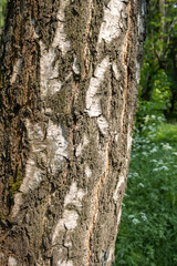 Close-up of birch tree trunk in the forest