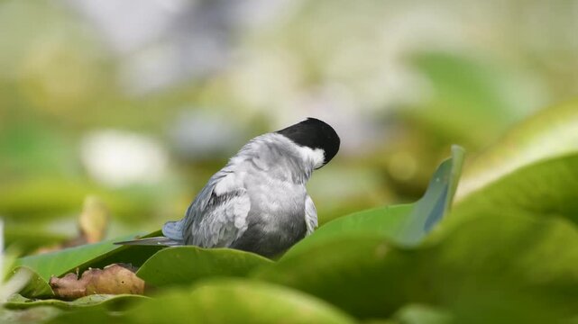Video of a white-bearded tern on the nest