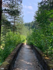 Obraz premium a wall with a bunch of trees growing on it