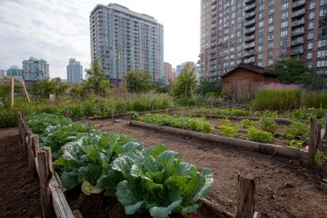 Urban garden with raised beds wooden structures and highrise buildings in the background