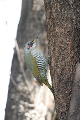 Japanese green woodpecker or Japanese woodpecker (Picus awokera) is a medium-sized woodpecker similar and closely related to the European green woodpecker, but endemic to Japan.