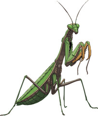 Praying Mantis Isolated on White Background Detailed Insect Vector Illustration