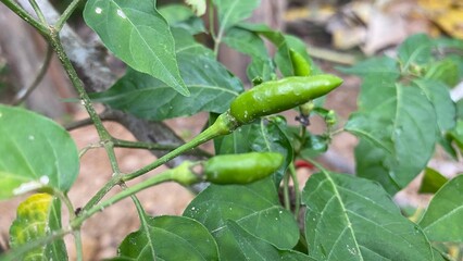 green tomatoes on the vine