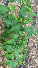 Fototapeta premium fresh vegetables in a greenhouse