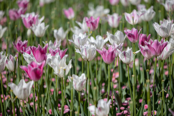 Field of blooming white and pink tulips during a spring festival with soft background. Great for floral themes, seasonal advertising, garden nature visuals.