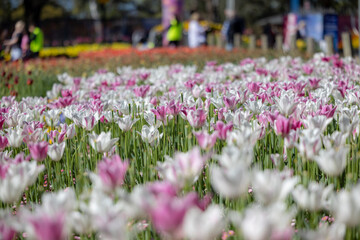 Field of blooming white and pink tulips during a spring festival with soft background. Great for floral themes, seasonal advertising, garden nature visuals.