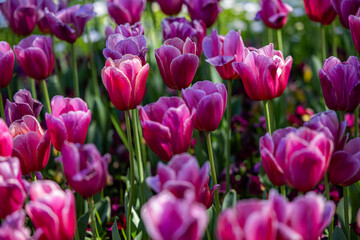 pink tulips blooming in a vibrant spring garden. Perfect for floral themes, garden symmetry concepts, seasonal promotions, wedding content nature backgrounds.