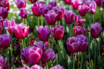 pink tulips blooming in a vibrant spring garden. Perfect for floral themes, garden symmetry concepts, seasonal promotions, wedding content nature backgrounds.