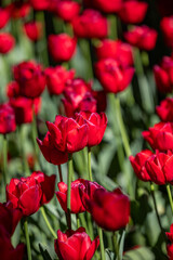 Obraz premium red tulips blooming in full sunlight during spring, capturing passion and bold elegance. Perfect for romantic designs, floral backgrounds seasonal content.