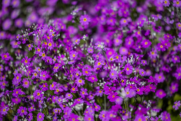 Fototapeta premium vibrant purple primrose flowers blooming in a garden during springtime. Ideal for floral backgrounds, nature themes, seasonal greetings botanical design elements.