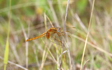 Feuerlibelle - Scarlet Darter