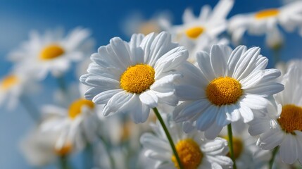 Obraz premium White daisies with yellow centers bloom against a bright blue sky.