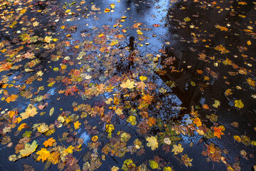 Fallen autumn leaves on wet asphalt after rain