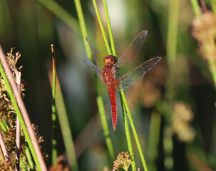 Feuerlibelle - Scarlet Darter