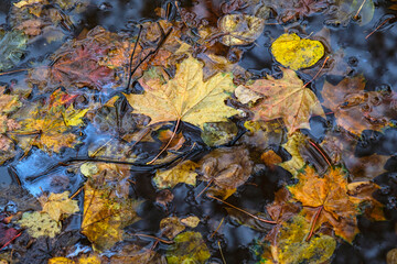 Fallen autumn leaves in a puddle after rain