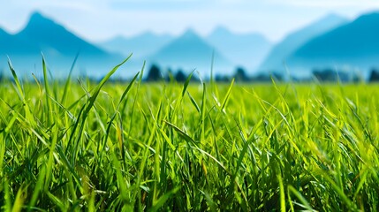Fototapeta premium Lush green grass sways gently in the foreground with distant mountains under a clear sky.