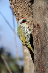 Japanese green woodpecker or Japanese woodpecker (Picus awokera) is a medium-sized woodpecker similar and closely related to the European green woodpecker, but endemic to Japan.