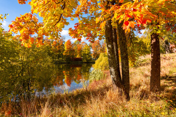 Maple tree in autumn in Alexander park, Tsarskoe Selo (Pushkin), St. Petersburg, Russia