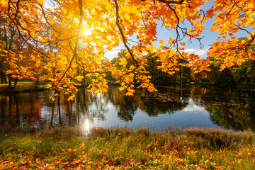 Autumn foliage in Alexander park, Tsarskoe Selo (Pushkin), St. Petersburg, Russia