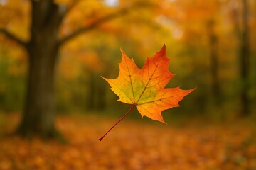 single maple leaf falling through autumn air with blurred forest background