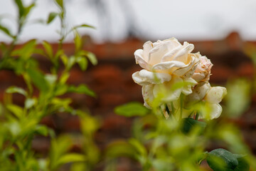 bouquet of white roses