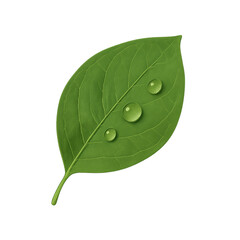 Fresh green leaf with water drops close-up in nature