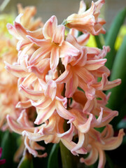 A close-up of a cluster of peach-colored hyacinth flowers in full bloom. The flowers are tightly packed and have a delicate, layered petal structure.