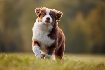 Little chocolate and white mini australian shepherd (aussie) running on a meadow