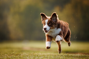 Little chocolate and white running mini australian shepherd (aussie)