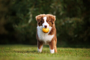 Little chocolate and white mini australian shepherd (aussie) standing with a yellow ball