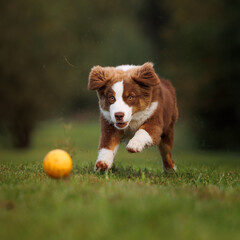 Little chocolate and white mini australian shepherd (aussie) catching a yellow ball