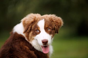 Portrait of a little chocolate and white mini australian shepherd (aussie)