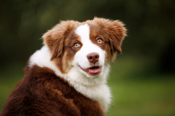 Portrait of a little chocolate and white mini australian shepherd (aussie)