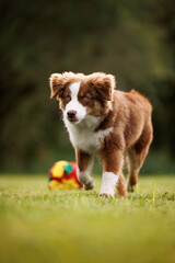 Running little chocolate and white mini australian shepherd (aussie)