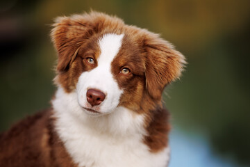 Portrait of a little chocolate and white mini australian shepherd (aussie)