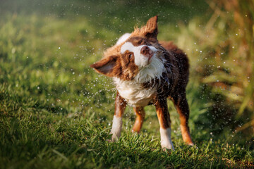 Little chocolate and white mini australian shepherd (aussie) shaking after swimming