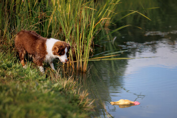 Little chocolate and white mini australian shepherd (aussie) standing near a lake and looking at the duck