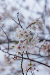 春に咲き誇る満開の桜と花びらの風景