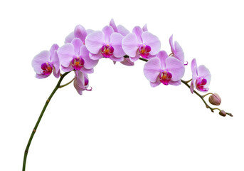 Isolated graceful branch of light pink moth orchids, botanical elegance for designs