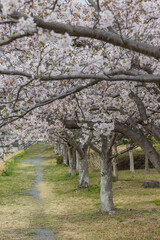 日本　静岡県磐田市豊田町のラブリバー公園沿いに咲く桜並木