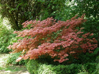 &eacute;rable du Japon