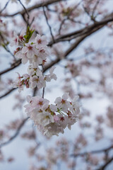 春に咲き誇る満開の桜と花びらの風景