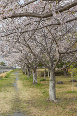 日本　静岡県磐田市豊田町のラブリバー公園沿いに咲く桜並木