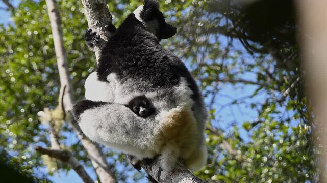Indri lemur with baby looking out.