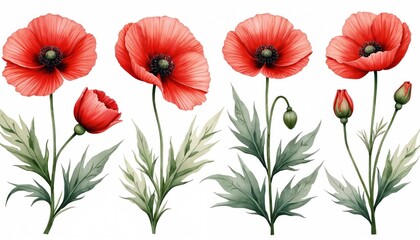 Watercolor set of red poppy flowers with green leaves on white background. Illustration shows blooming poppies, closed buds, open blossoms. Floral art perfect for spring, summer design, remembrance