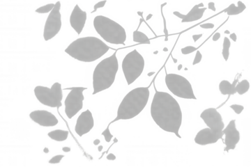 Natural shadow overlay creating soft botanical branches and leaves pattern in monochrome grey, transparent background for design assets
