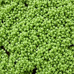 안, 네이처, 여름, 담쟁이, 벽지, 브로콜리, 나