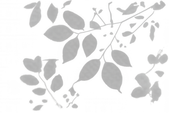 Natural shadow overlay creating soft botanical branches and leaves pattern in monochrome grey, transparent background for design assets